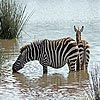 Two zebra slide puzzle